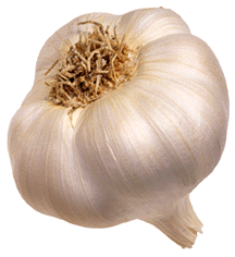 Garlic